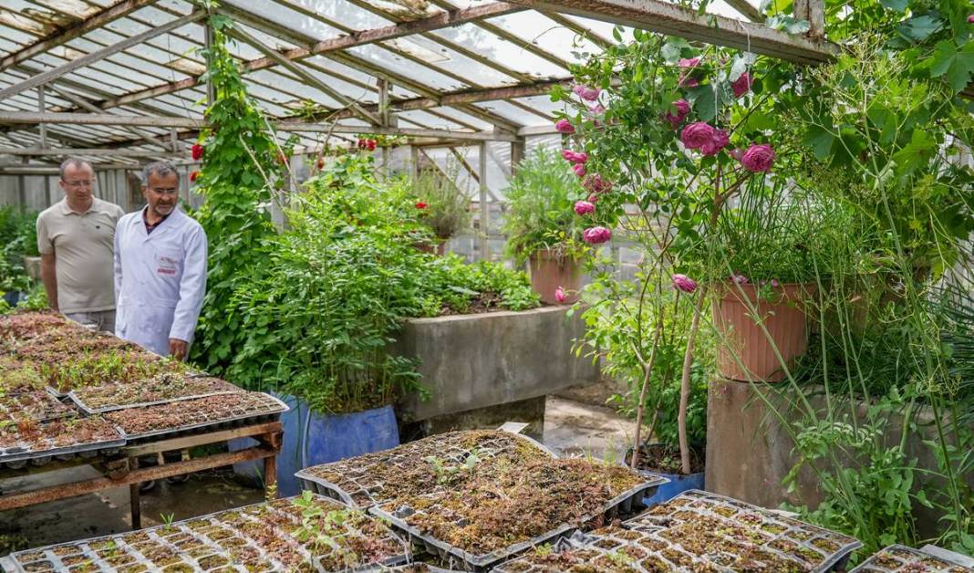 Diyarbakır’ın tarihi gülü geri dönüyor: Gülistanlık olacak! 6